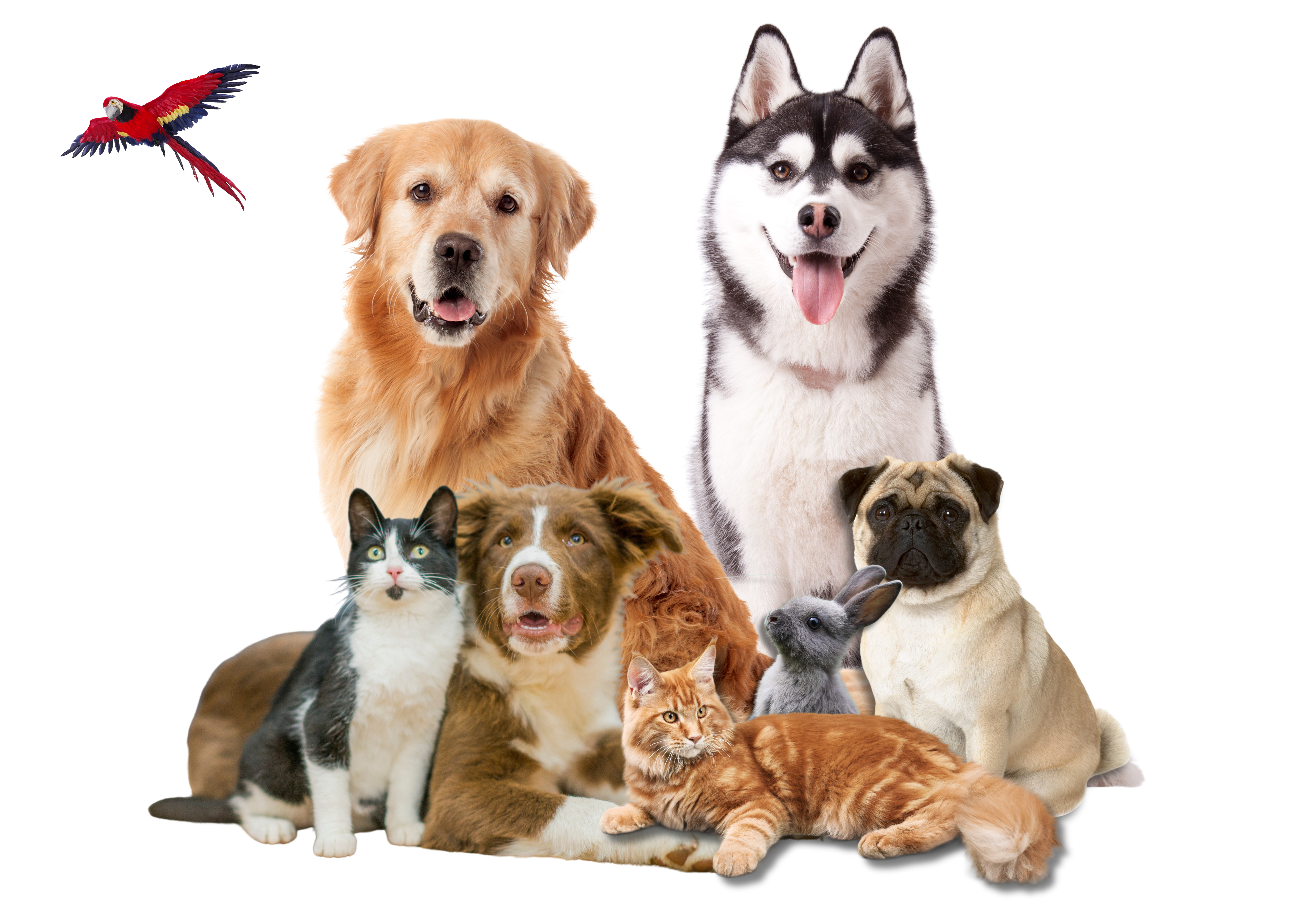 many pets 7 Many pets together