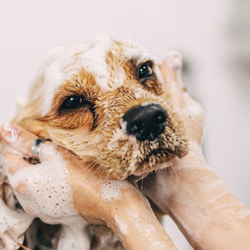 dog being washed