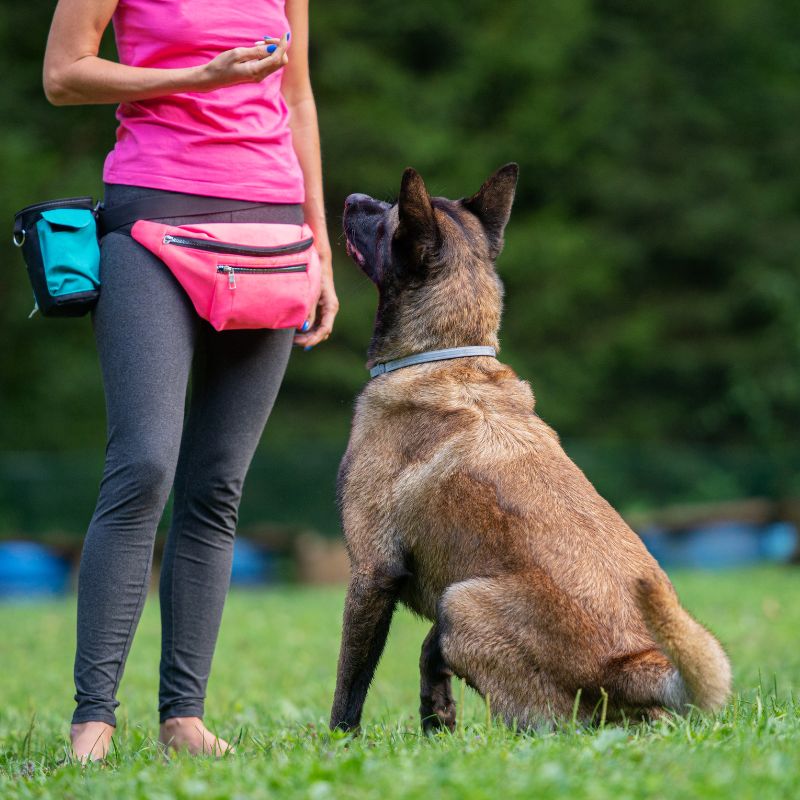 Dog trainers