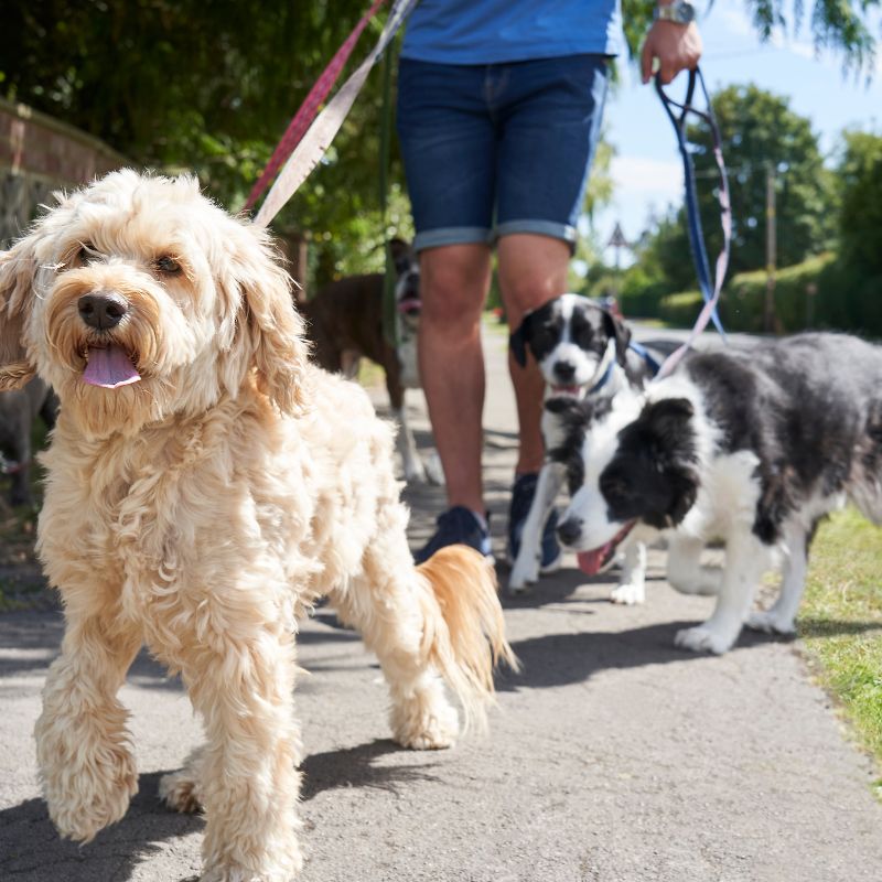 Dog walking