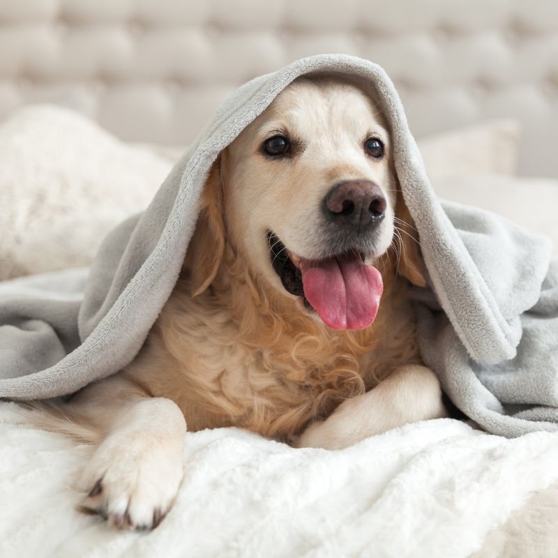 Dog sitter