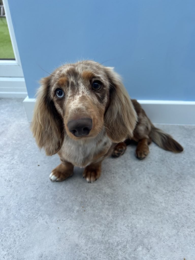 sausage dog