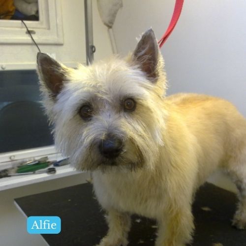 Alfie
