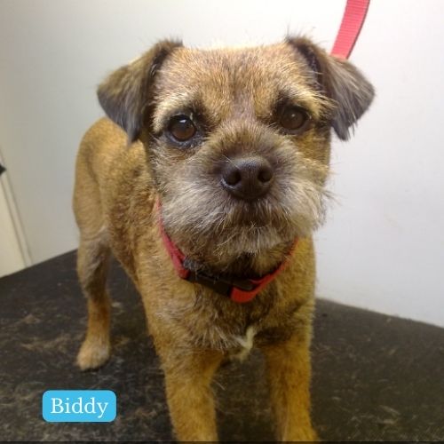 BIDDY