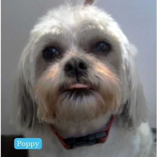 Poppy