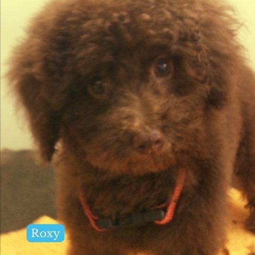 Roxy