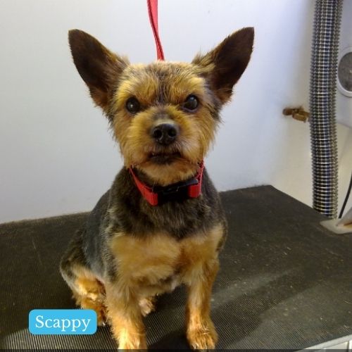 Scappy