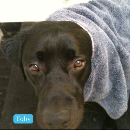 Toby