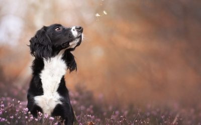 Tobys Journey: From Struggle to Healing