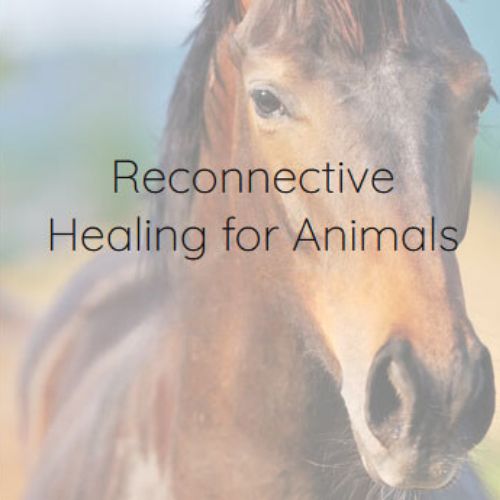 horse 1 horse picture reconnect