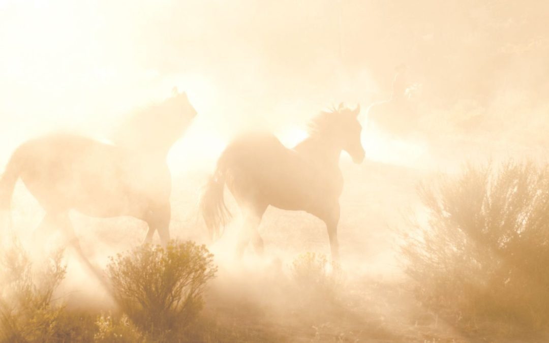 Brijuni’s Remarkable Transformation