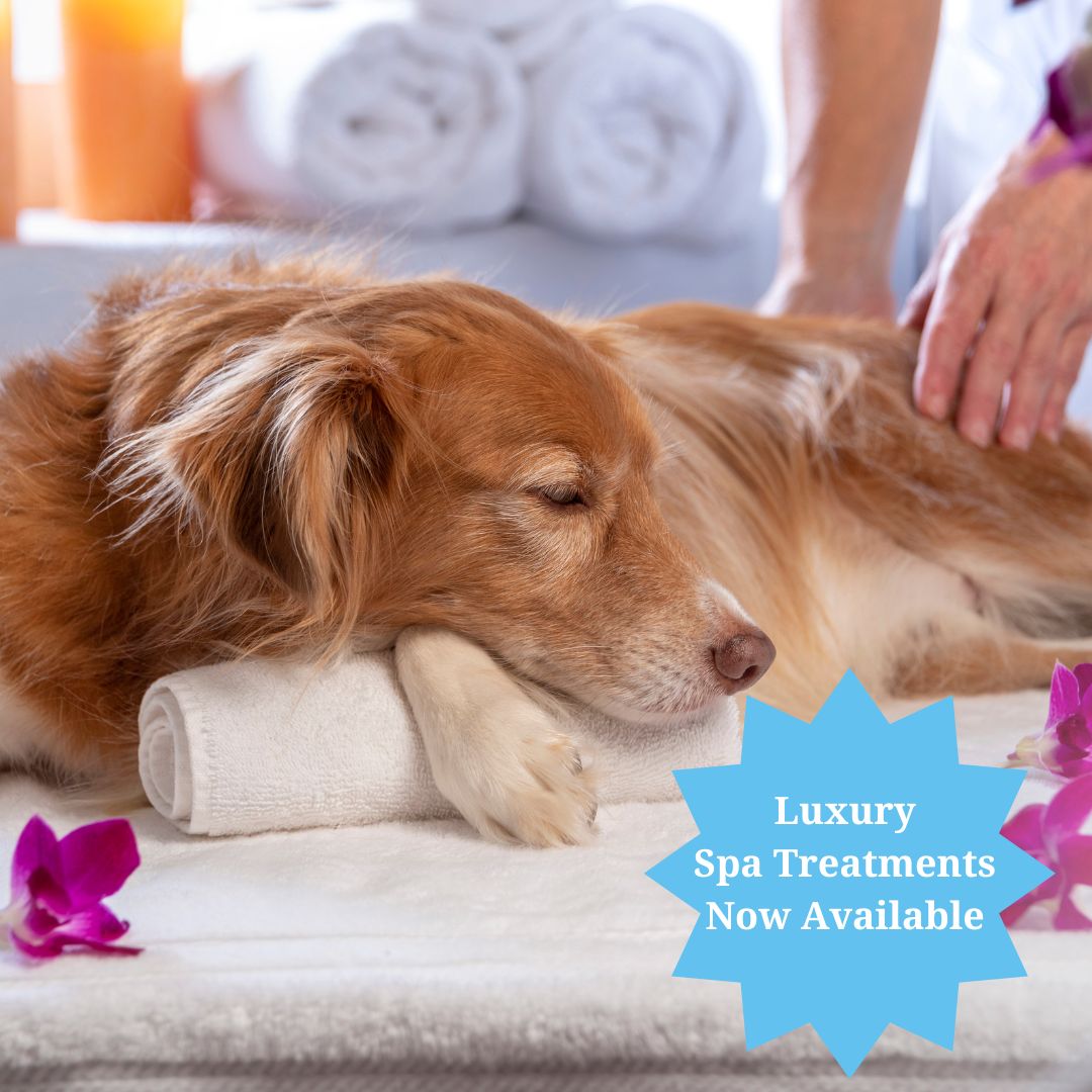 spa treatments dog at a spa<br />