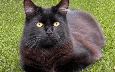 The Curious Case of Gus and the Candle