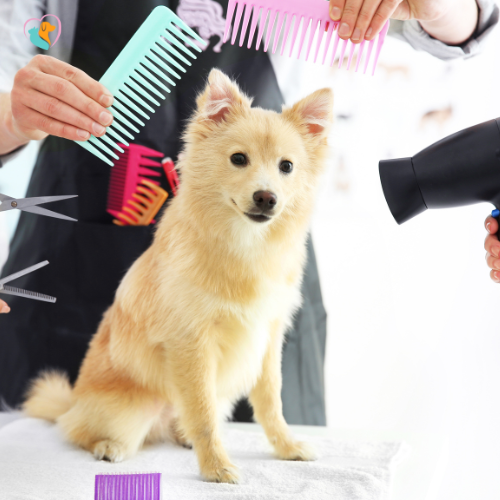 website sign up dog groomers dog being groomed
