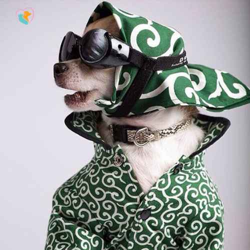 PET SERVICES pet services