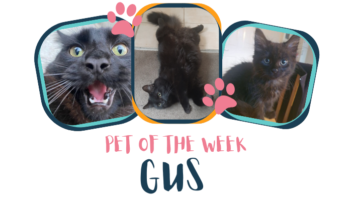Pet of the Week 3