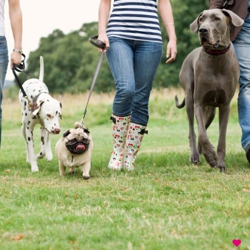 dog walking event dog walking