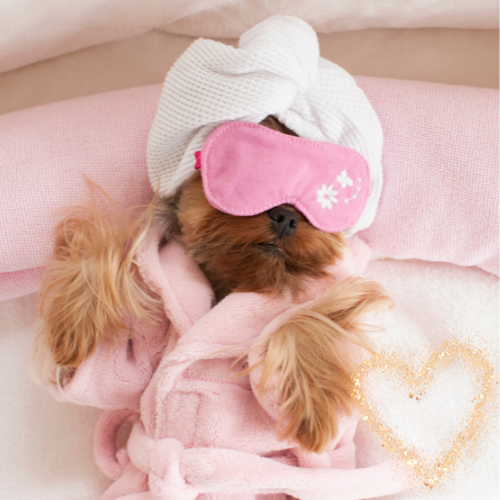 pet care and advice 1 pet care