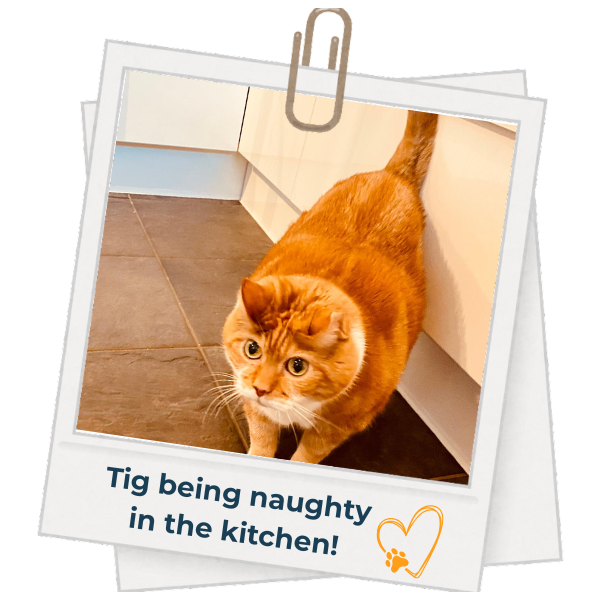 tig being naughty in the kitchen