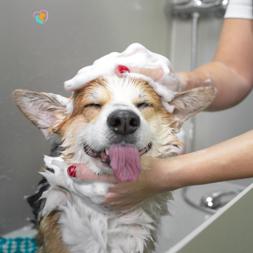 dog being washed