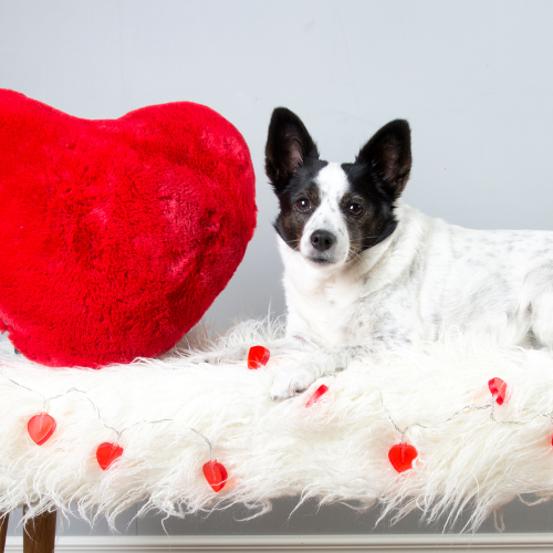dog sitting on a fluffy blanket next to a giant heart
