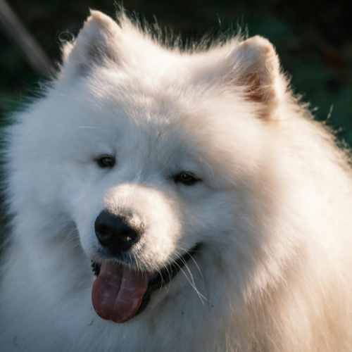 samoyed