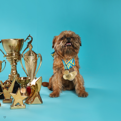 dog with a medal and some trophies