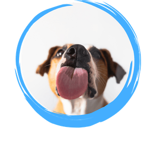 dog sticking out his tongue