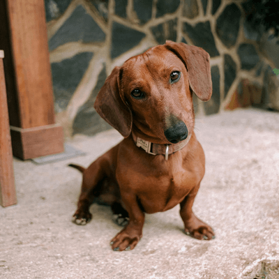 sausage dog<br />